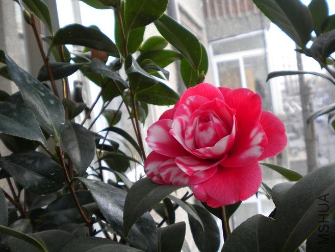 ��Ƭ 027.jpg