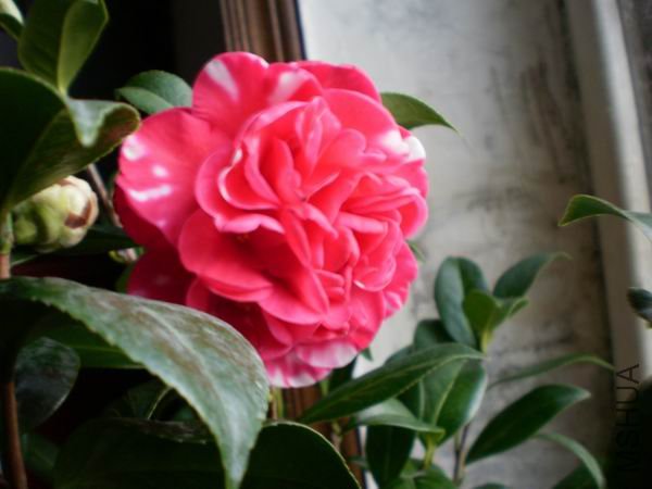 ��ɫ����