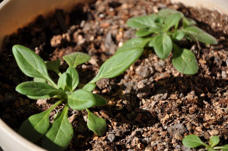 �ۺ�ɫ�Ĳ���