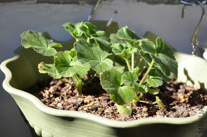 ��֪����ʲôɫ�����ÿ�