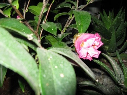 ��Ƭ 045.jpg