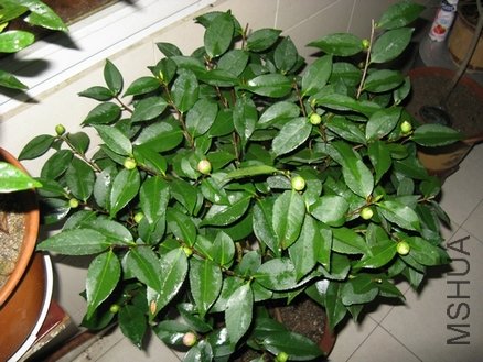 ��Ƭ 041.jpg