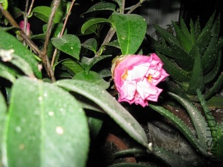 ��Ƭ 046.jpg