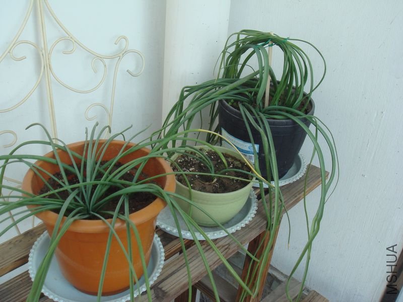 DSC08008.JPG