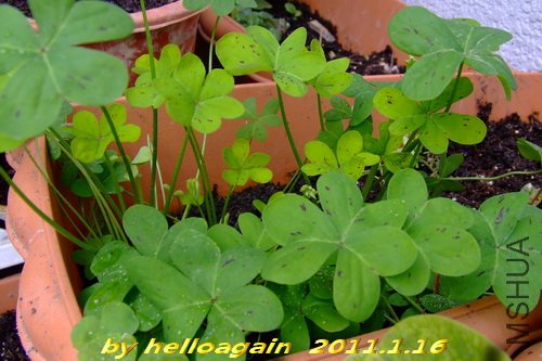 ������2011��1��16�� 2.jpg