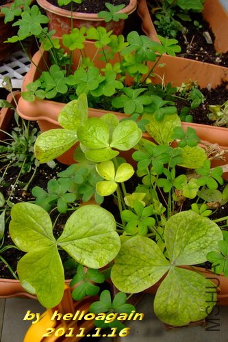 ������2011��1��16�� 3.jpg