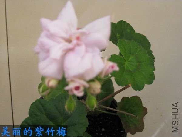 ��Ƭ 004.jpg