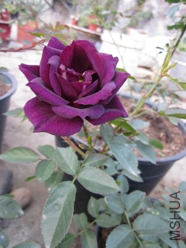 ��Ƭ1 1170.jpg