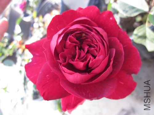 ��Ƭ1 1094.jpg