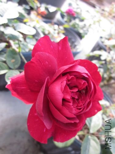 ��Ƭ1 1095.jpg