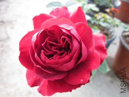 ��Ƭ1 1092.jpg