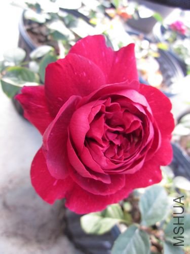 ��Ƭ1 1096.jpg