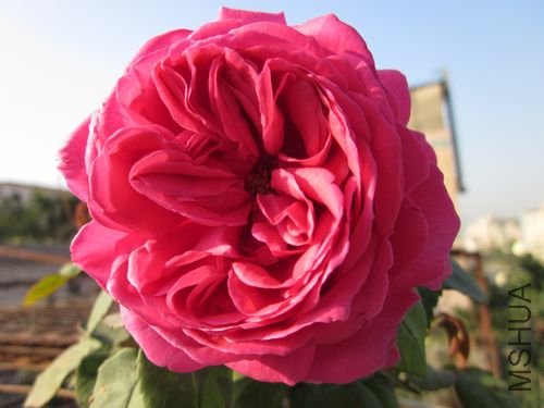 ��Ƭ1 1082.jpg