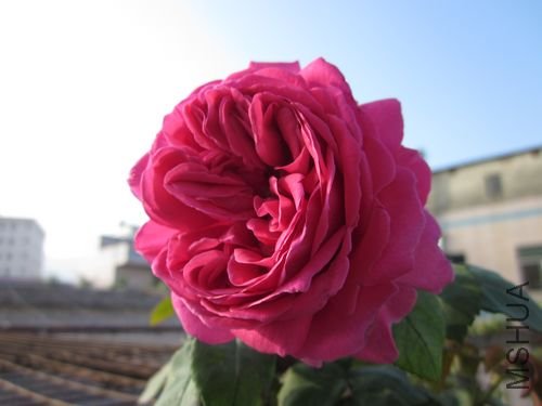 ��Ƭ1 1084.jpg