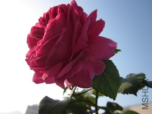 ��Ƭ1 1083.jpg