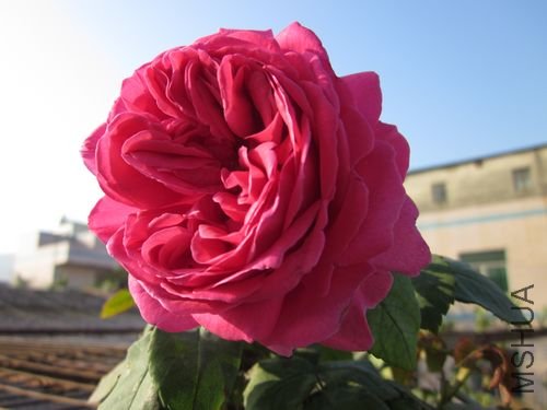 ��Ƭ1 1081.jpg