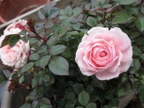 ��Ƭ1 1189.jpg