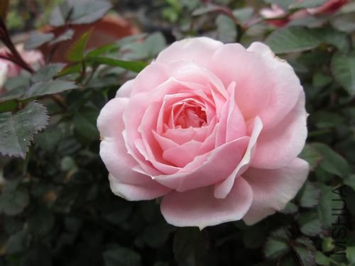 ��Ƭ1 1187.jpg