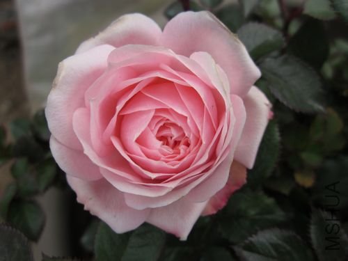 ��Ƭ1 1188.jpg