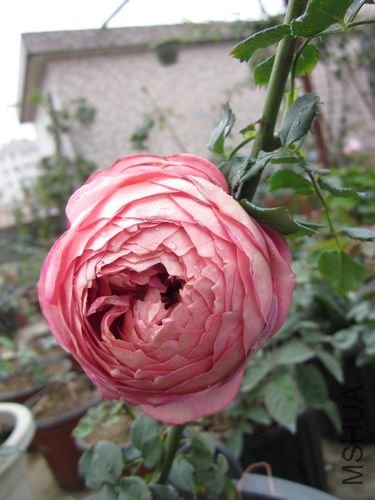 ��Ƭ1 1180.jpg