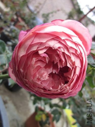 ��Ƭ1 1183.jpg