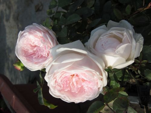 ��Ƭ1 1106.jpg