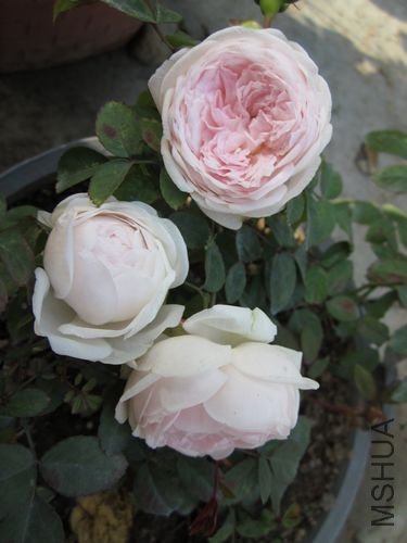 ��Ƭ1 1099.jpg