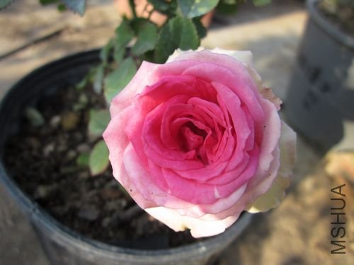 ��Ƭ1 1107.jpg