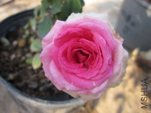 ��Ƭ1 1108.jpg