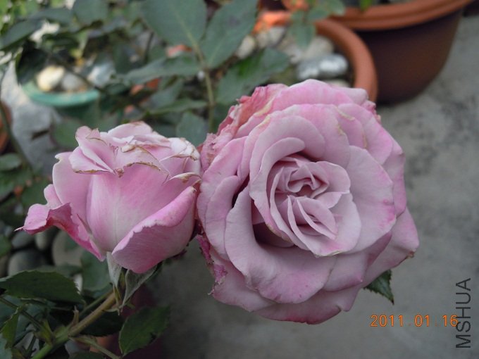 DSCN0153.jpg
