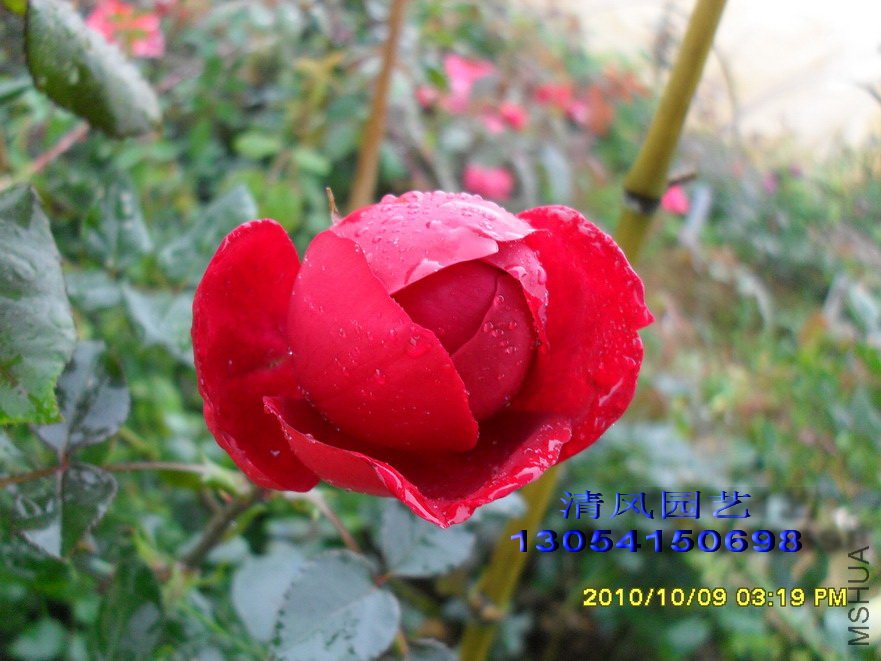 ���� (1).jpg