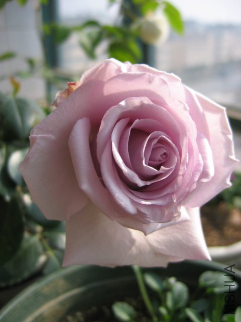 ��Ƭ 1190.jpg