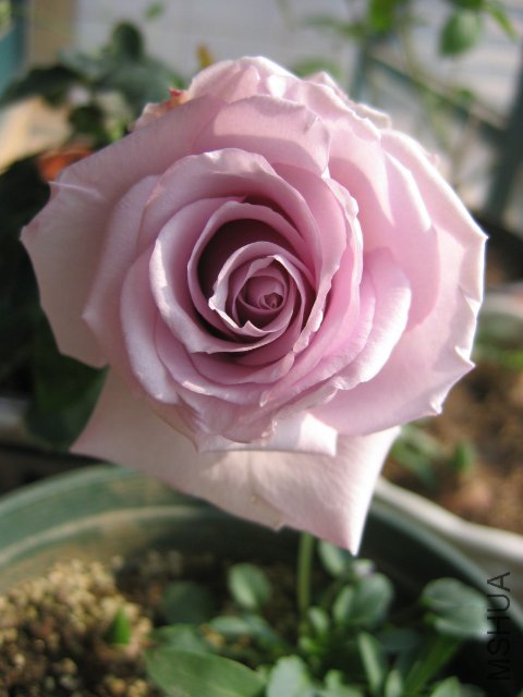 ��Ƭ 1196.jpg