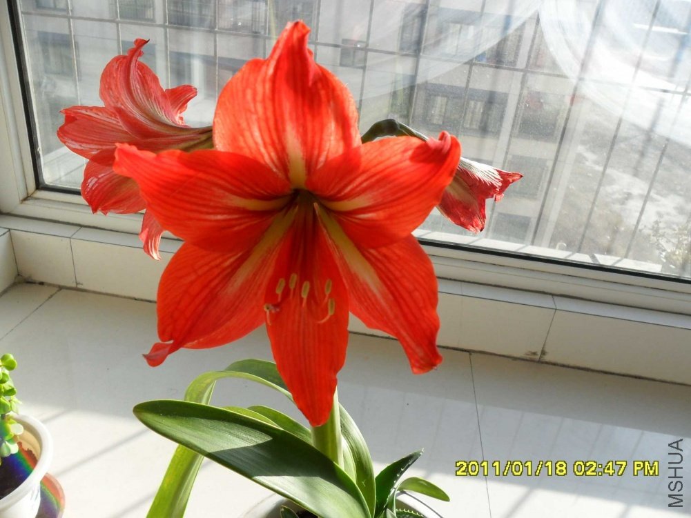 SAM_0735.jpg