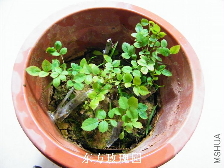 DSCF7079.jpg