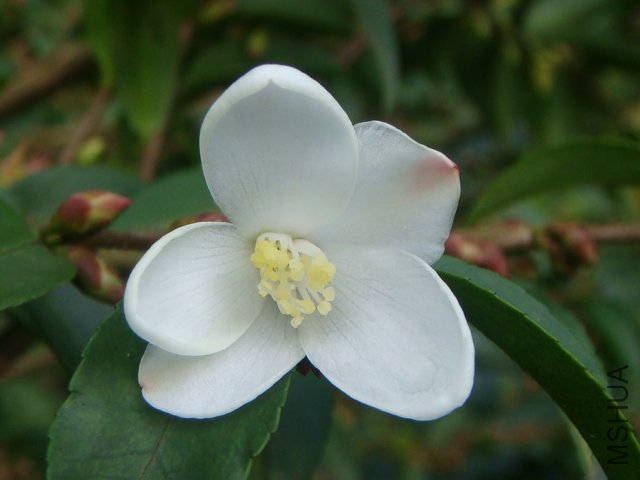 �ǳ���Ļ�;��