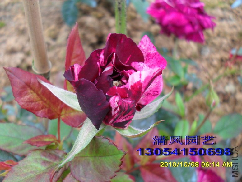 ��֬�� 1 (2).jpg