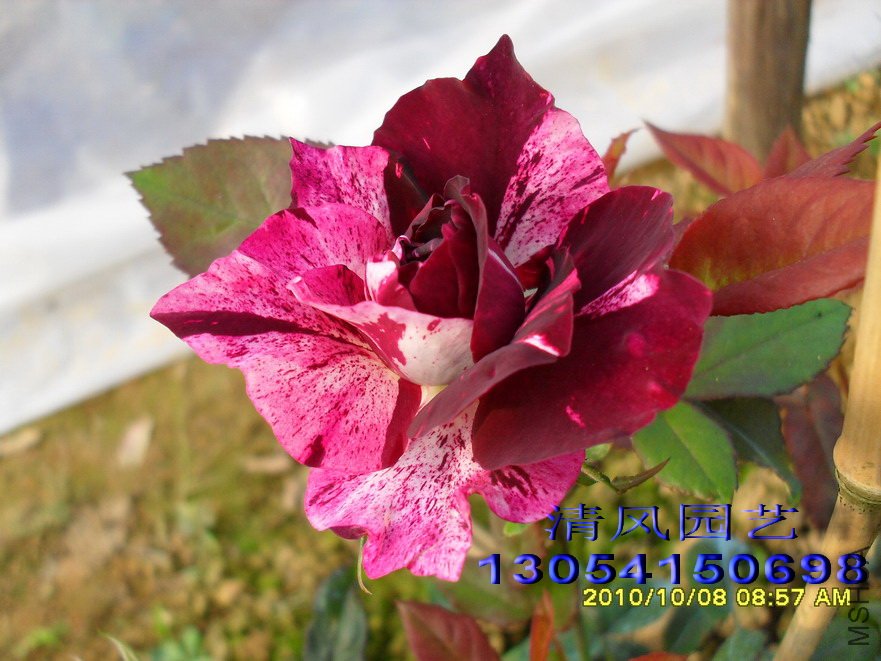 ��֬�� 1 (3).jpg