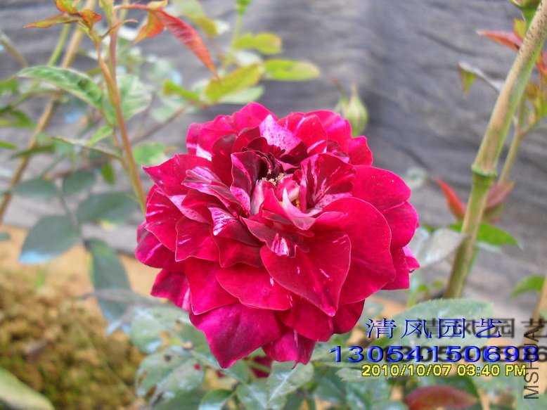 ��֬�� 1 (4).jpg