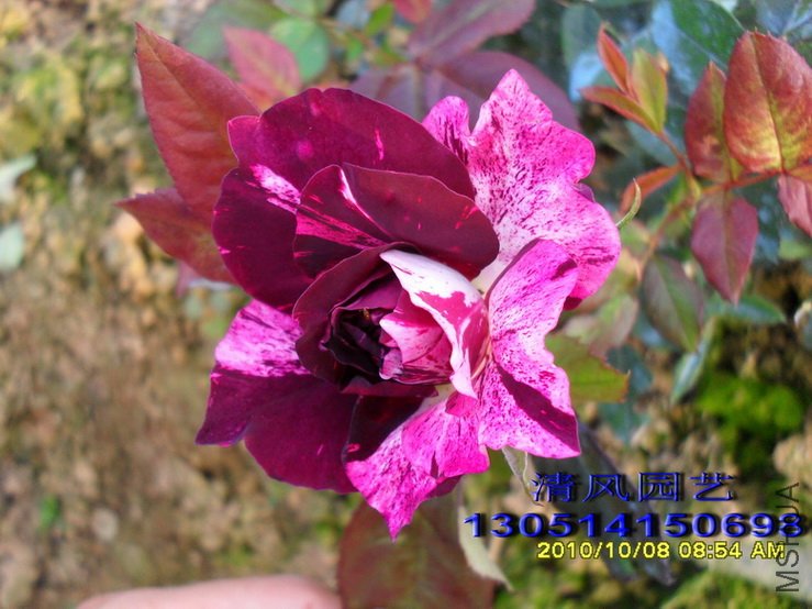 ��֬�� 1 (1).jpg