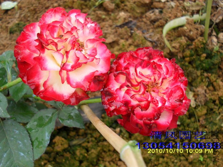 ���������� (1).jpg