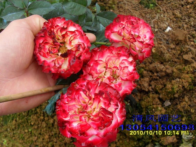 ���������� (2).jpg