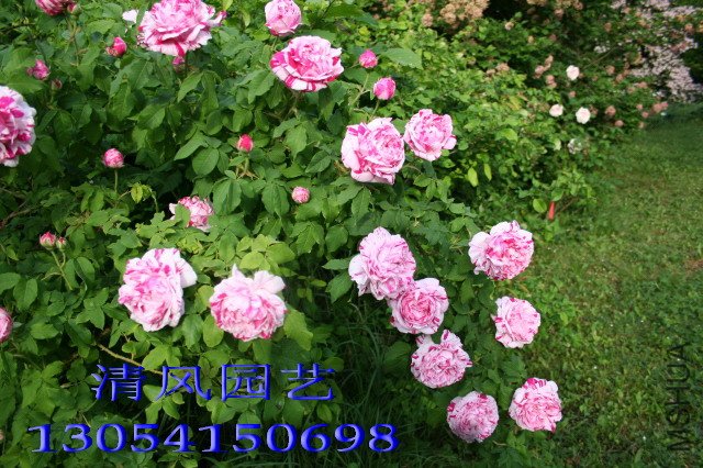 ץ��������1 (2).jpg