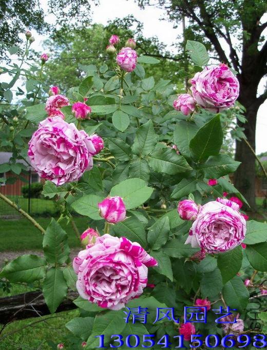 ץ��������1 (1).jpg