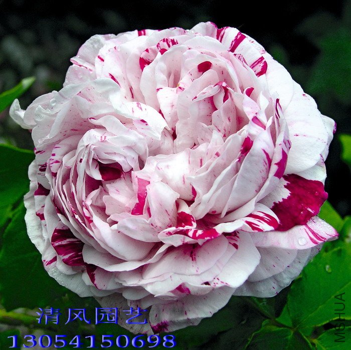 ץ��������1 (3).jpg