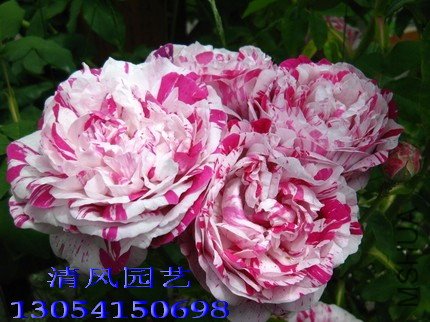 ץ��������1 (4).jpg