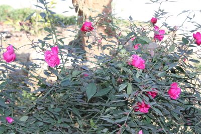 IMG_3190d.JPG