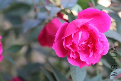 IMG_3187d.JPG