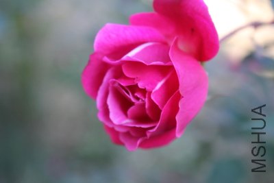 IMG_3189d.JPG