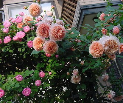 ����Ī��˹(William Morris)12.jpg